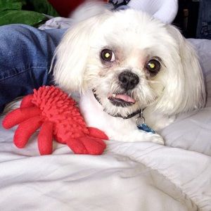 Meet your Posher, Evonid